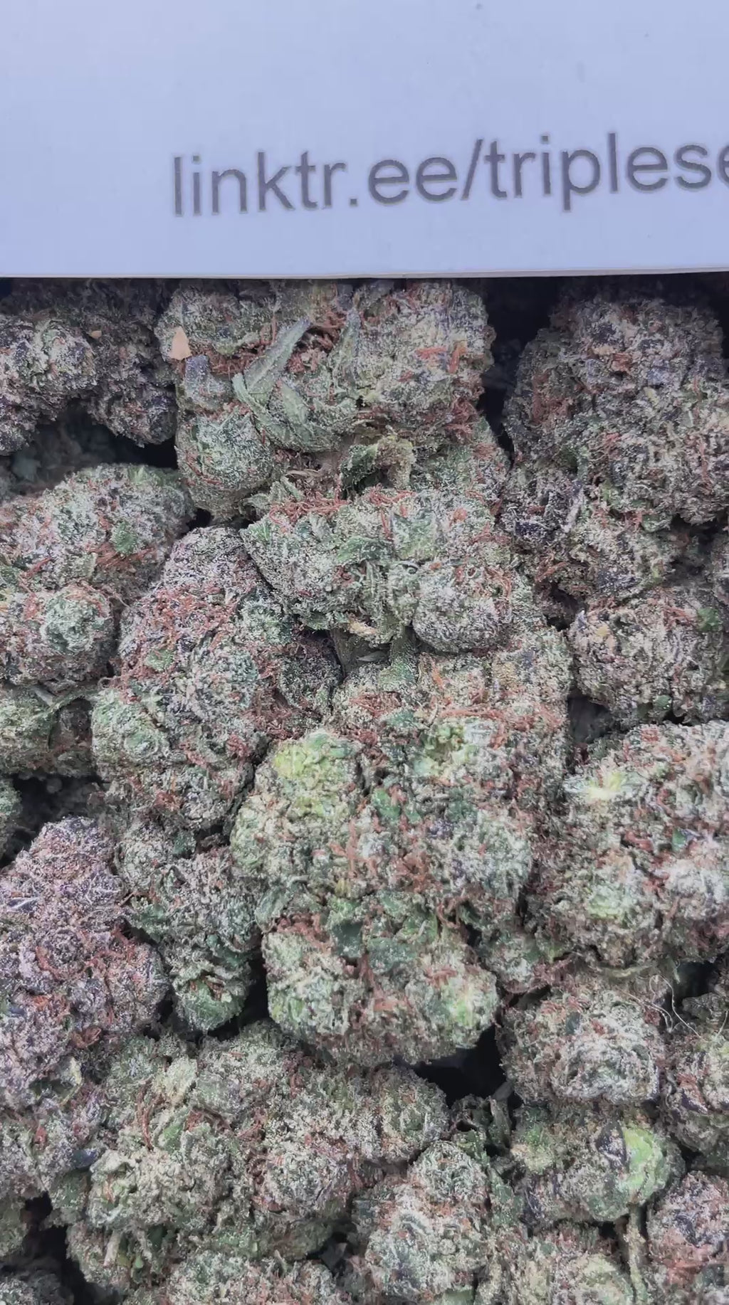 #H38C Lemon Poppers (INDOOR)