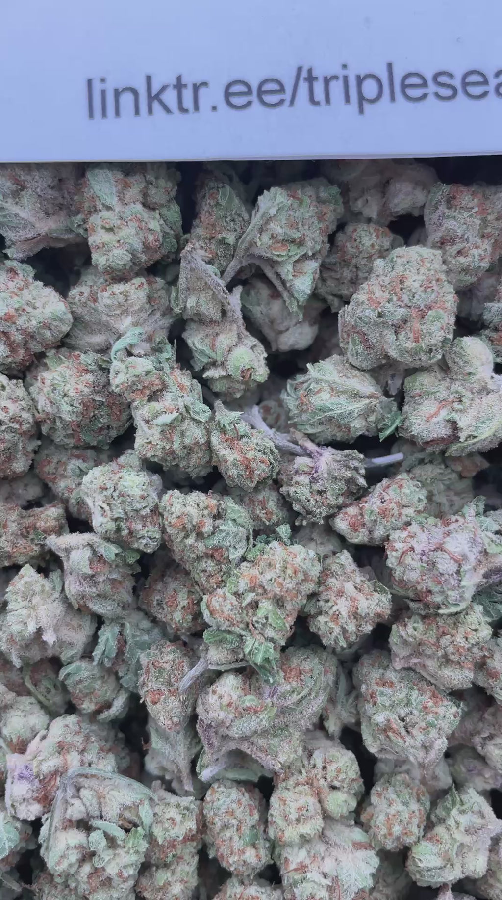 #E27A Papaya Melonz (SMALLS)