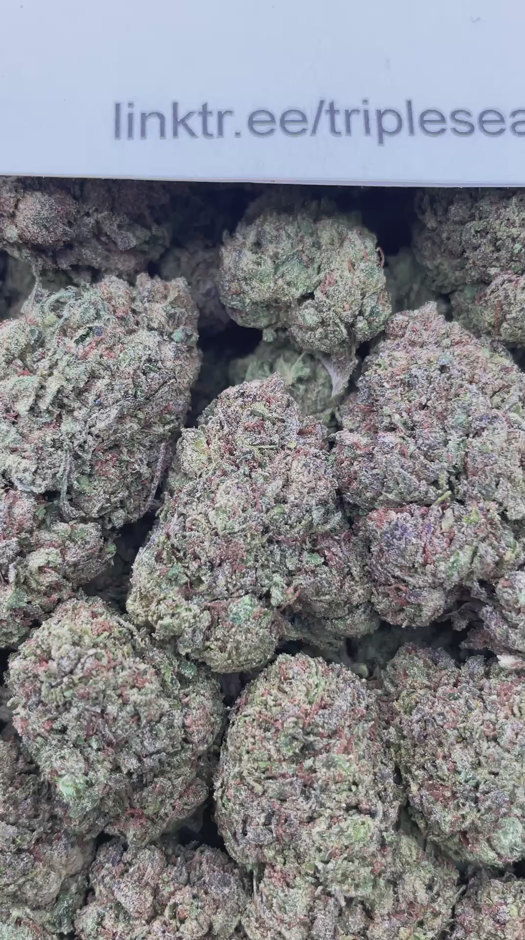 #G23C Candy Mandy (MIXED LIGHT)