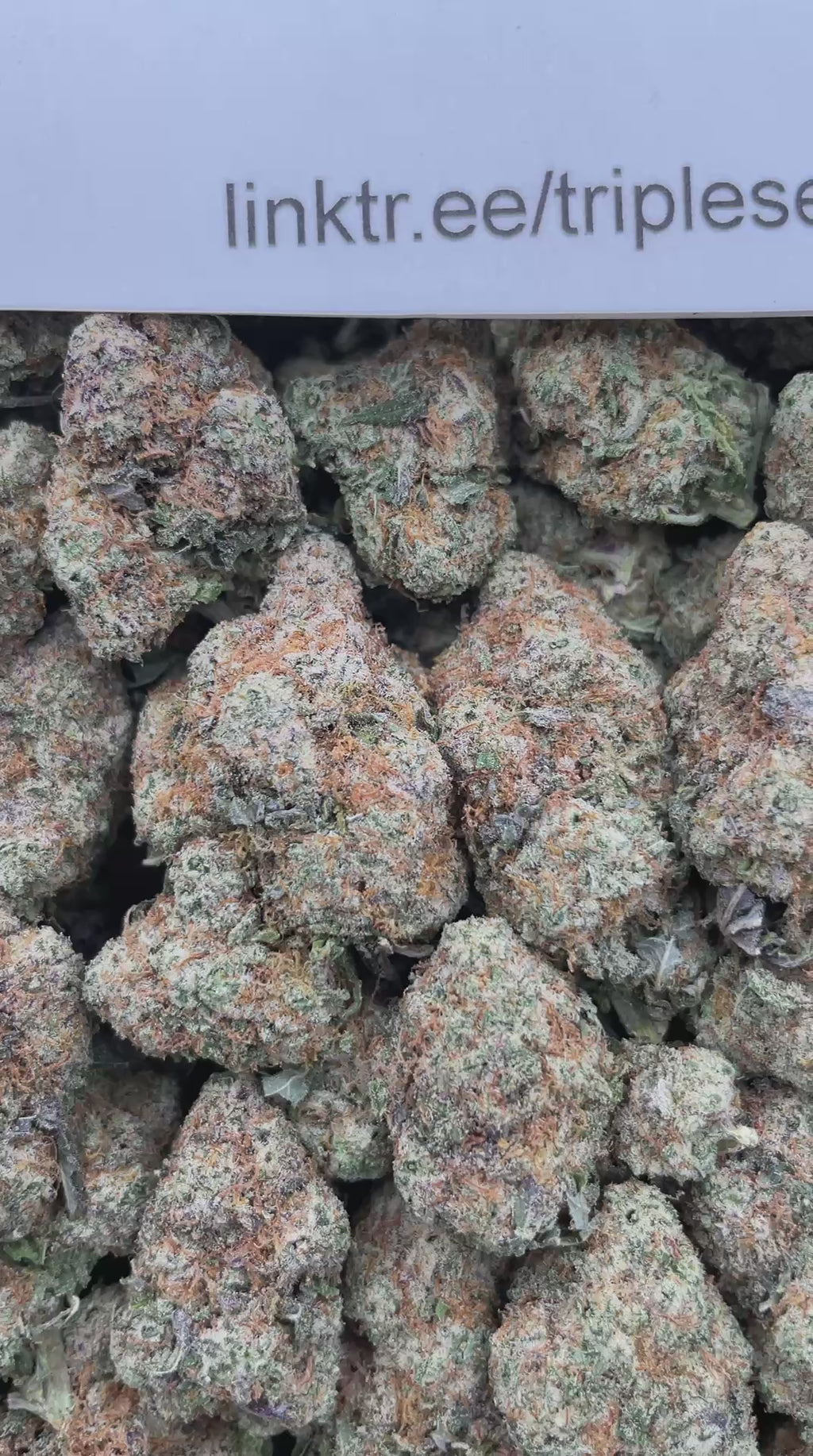 #L25C Alien Mac (INDOOR)