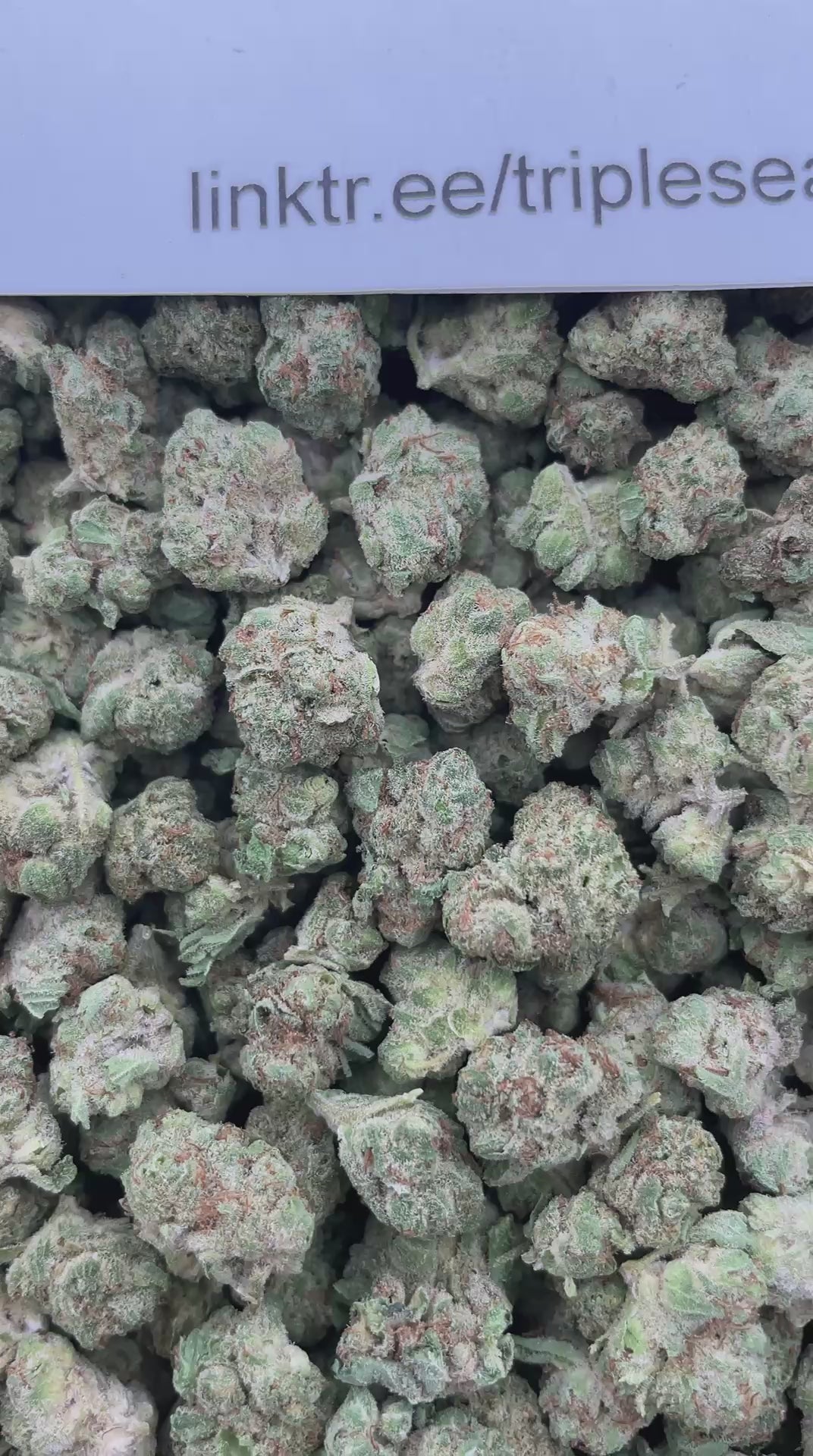 #F4B Whipped Creamsicle (SMALLS)