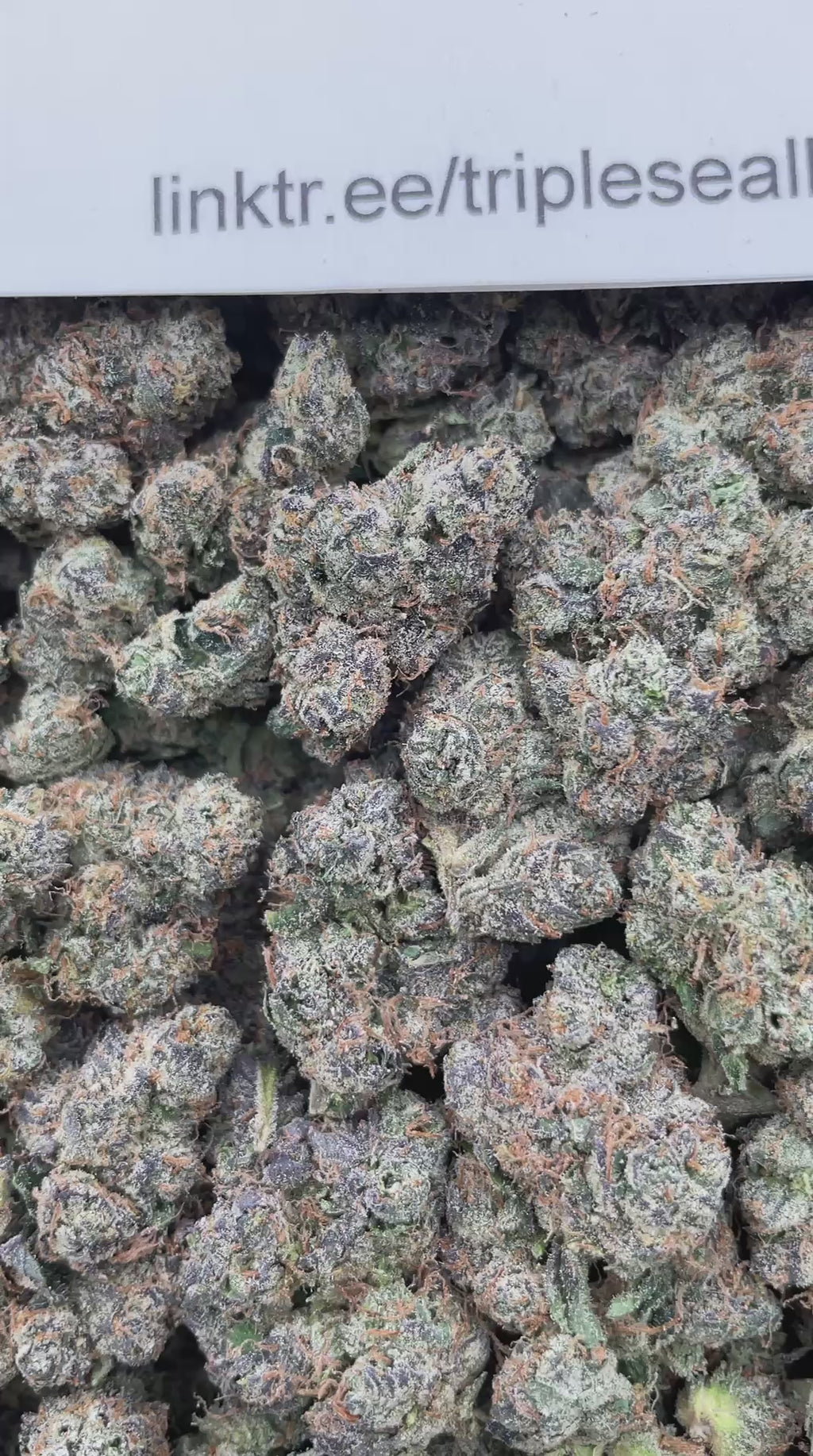#H19C Blunt O Clock 2.0 (INDOOR) (EXOTIC)