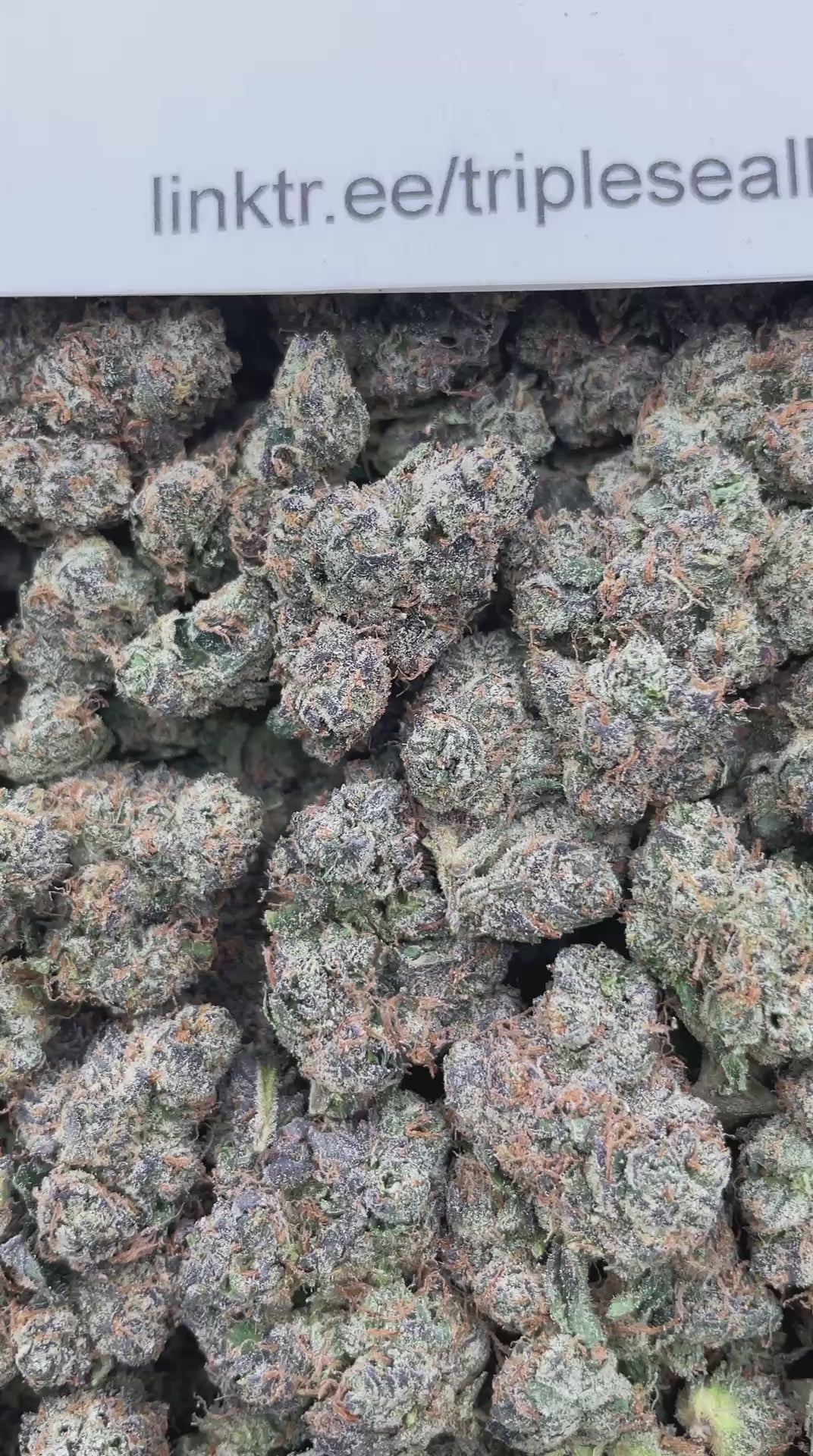 #H19C Blunt O Clock 2.0 (INDOOR) (EXOTIC)