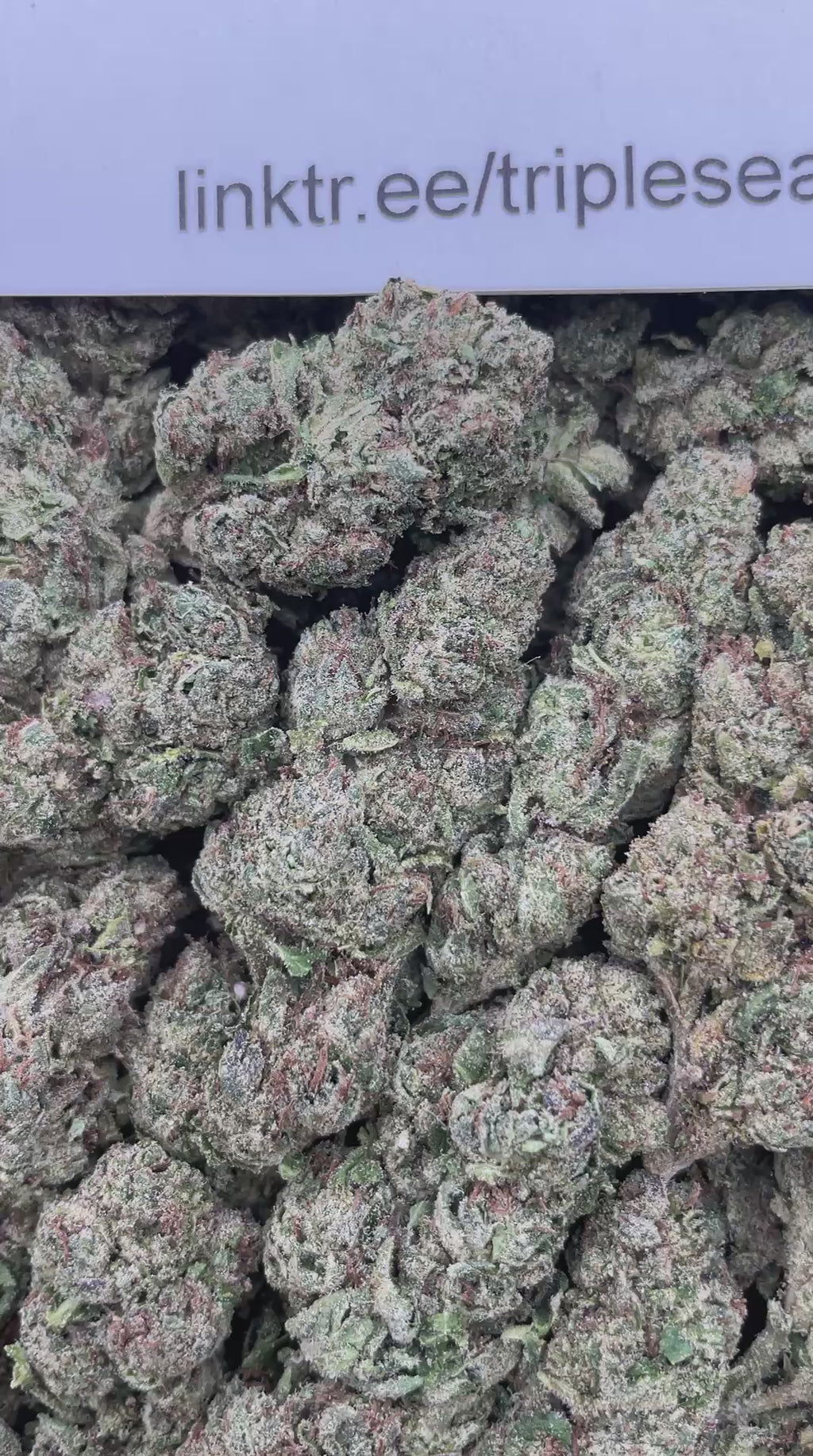 #F39C Lipsmackerz (MIXED LIGHT)