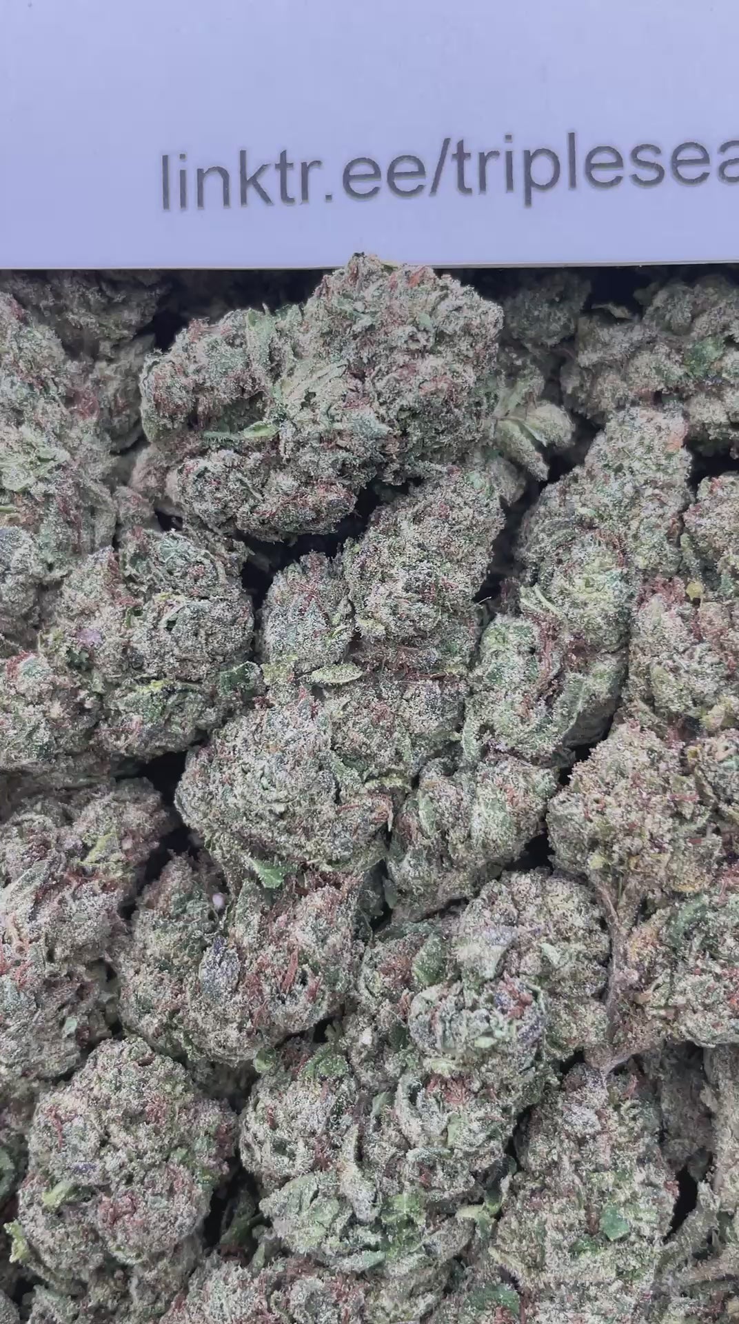 #F39C Lipsmackerz (MIXED LIGHT)