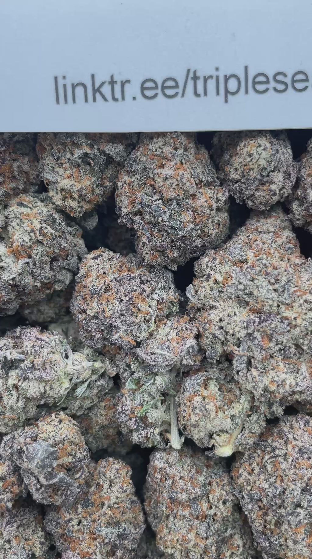 #F22C White Trufflez X Oreoz (INDOOR)