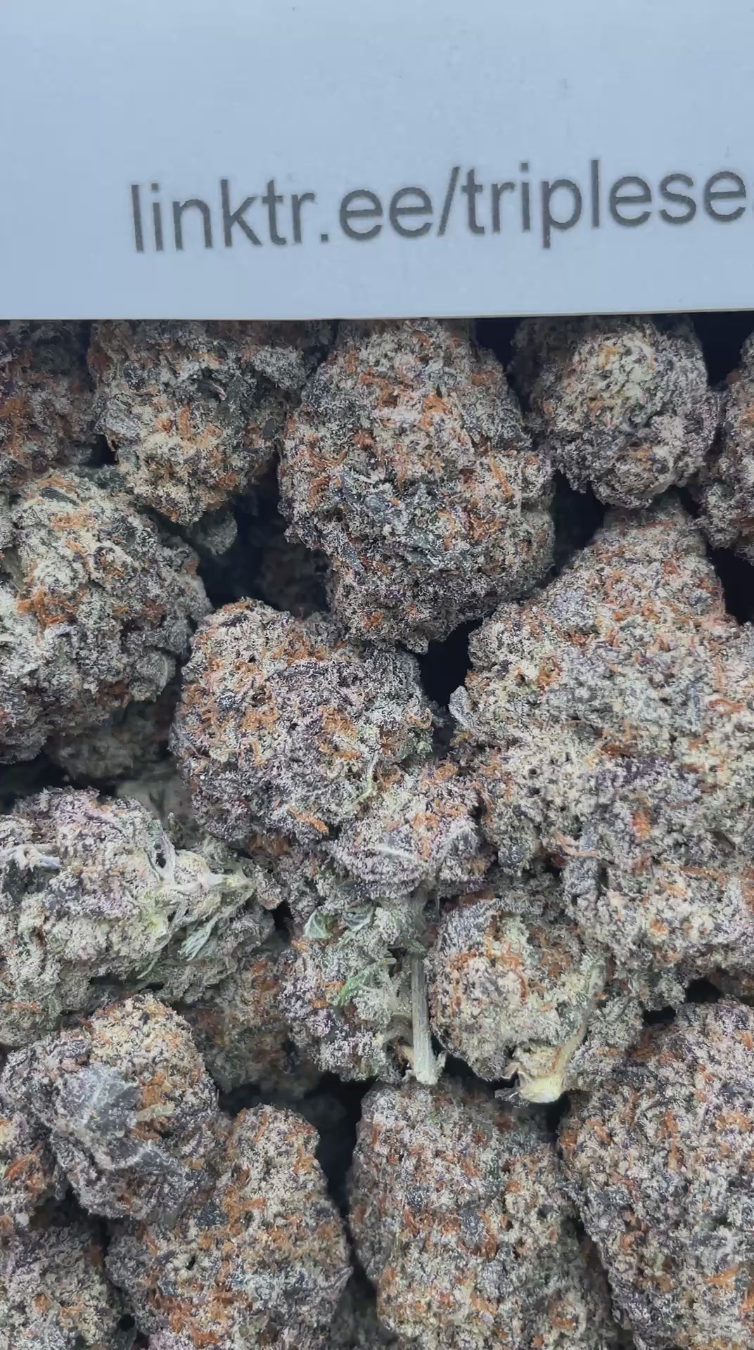 #F22C White Trufflez X Oreoz (INDOOR)