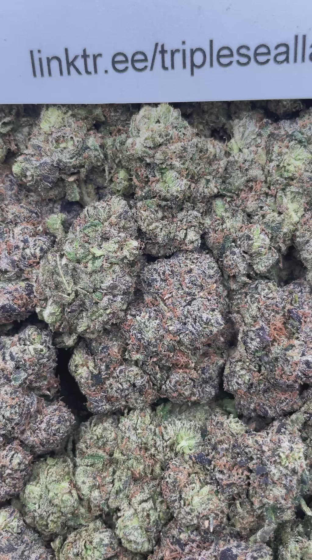 #F9A Gumbolatto (INDOOR)