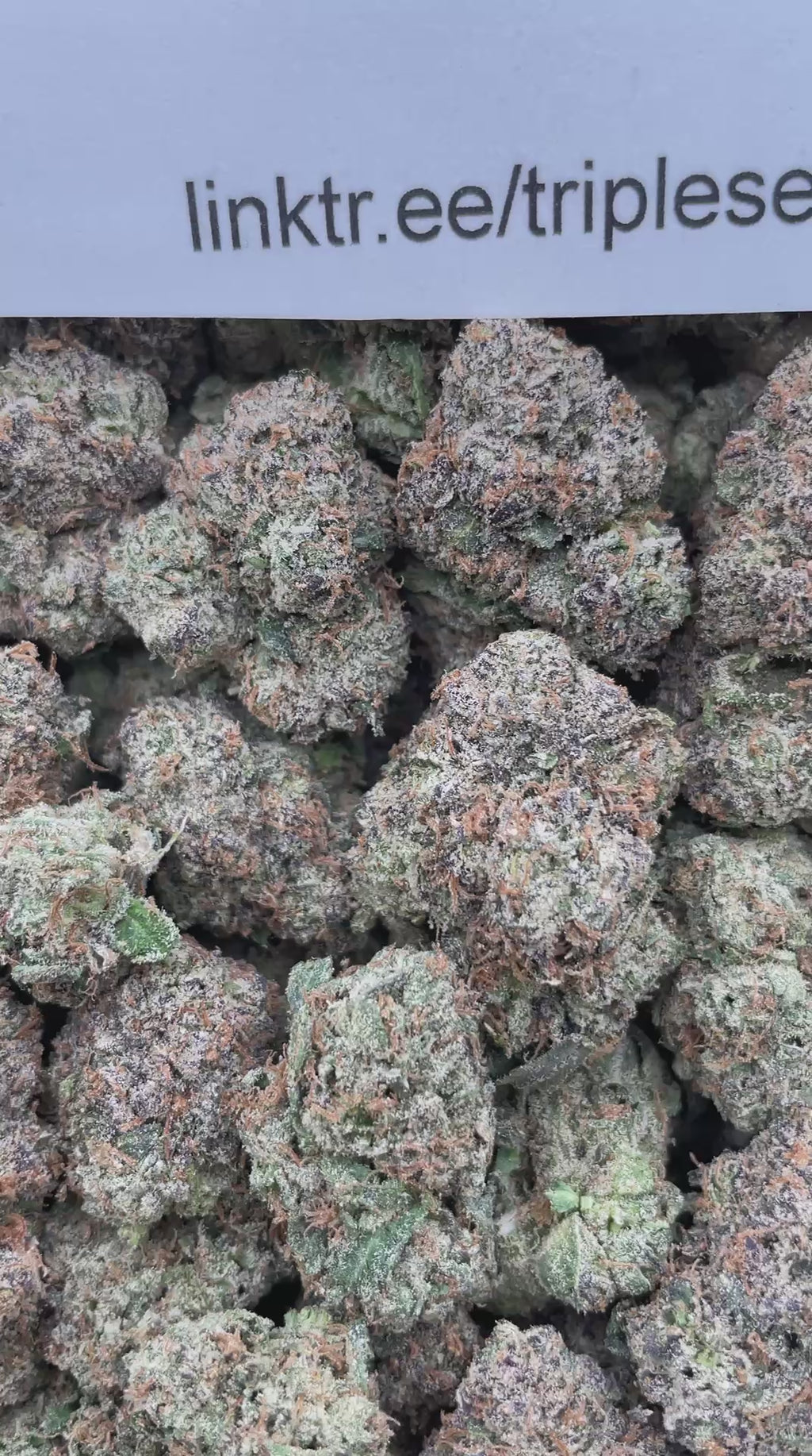 #R91Y Jaw Busters (EXOTIC) (LICENSED)