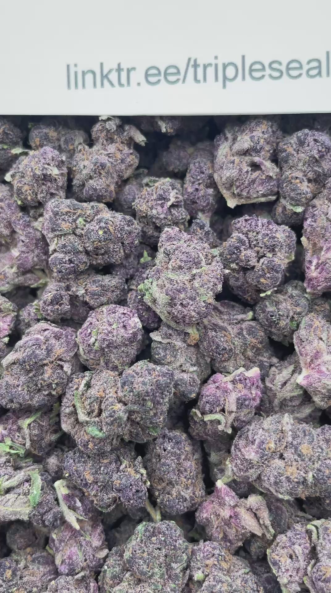 #E17B Purple Punch (MEDIUMS)
