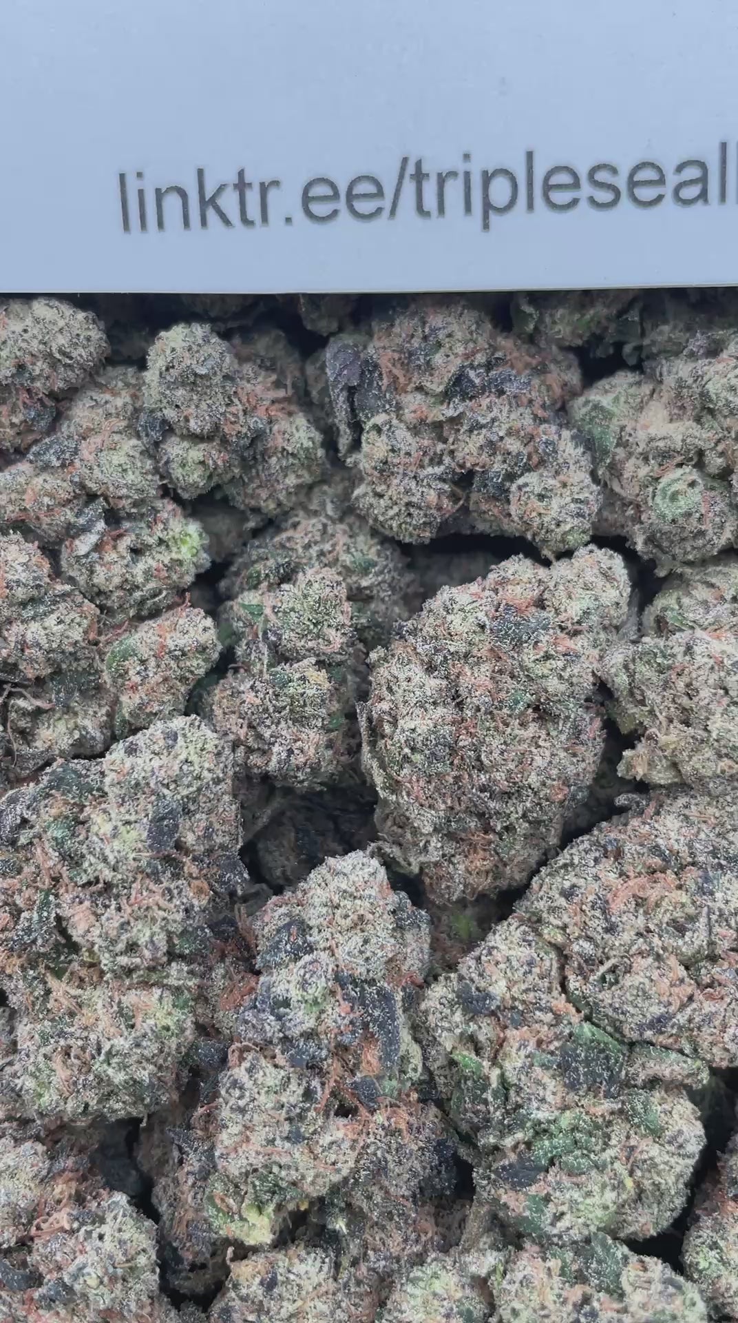 #H40A Garlic Bomb (INDOOR)