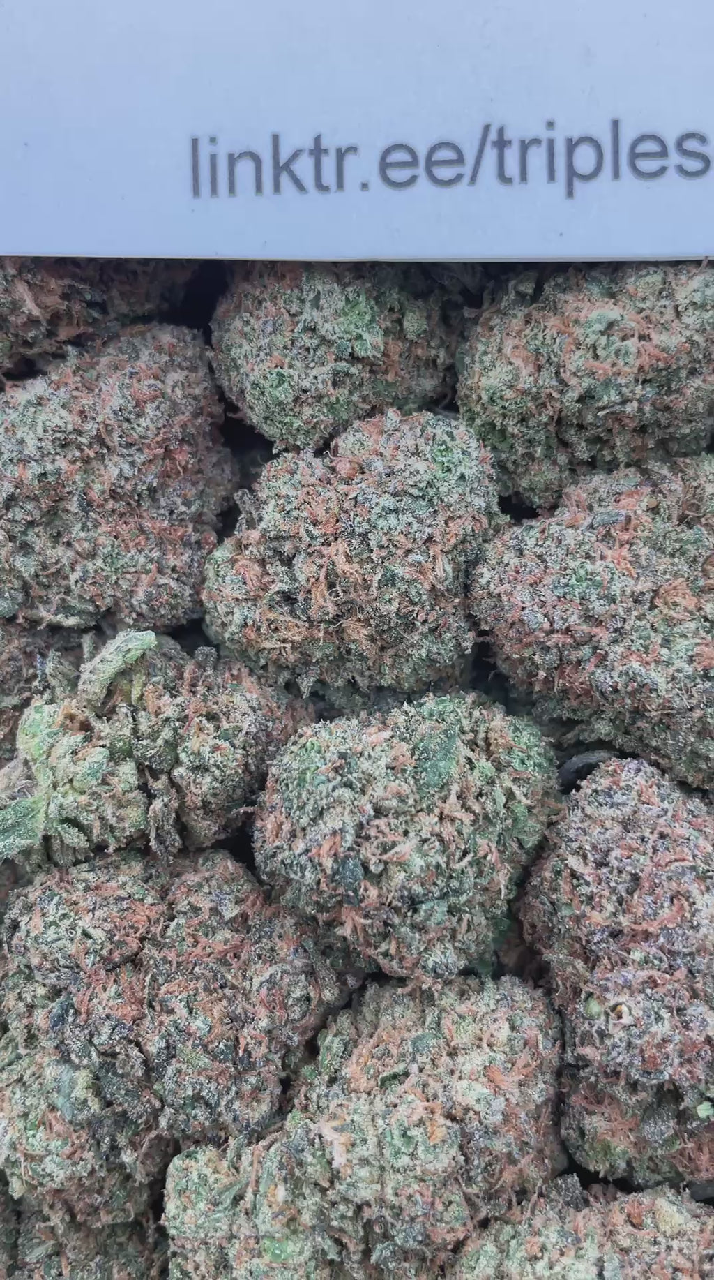 #F10B Zuper Mochi (INDOOR)