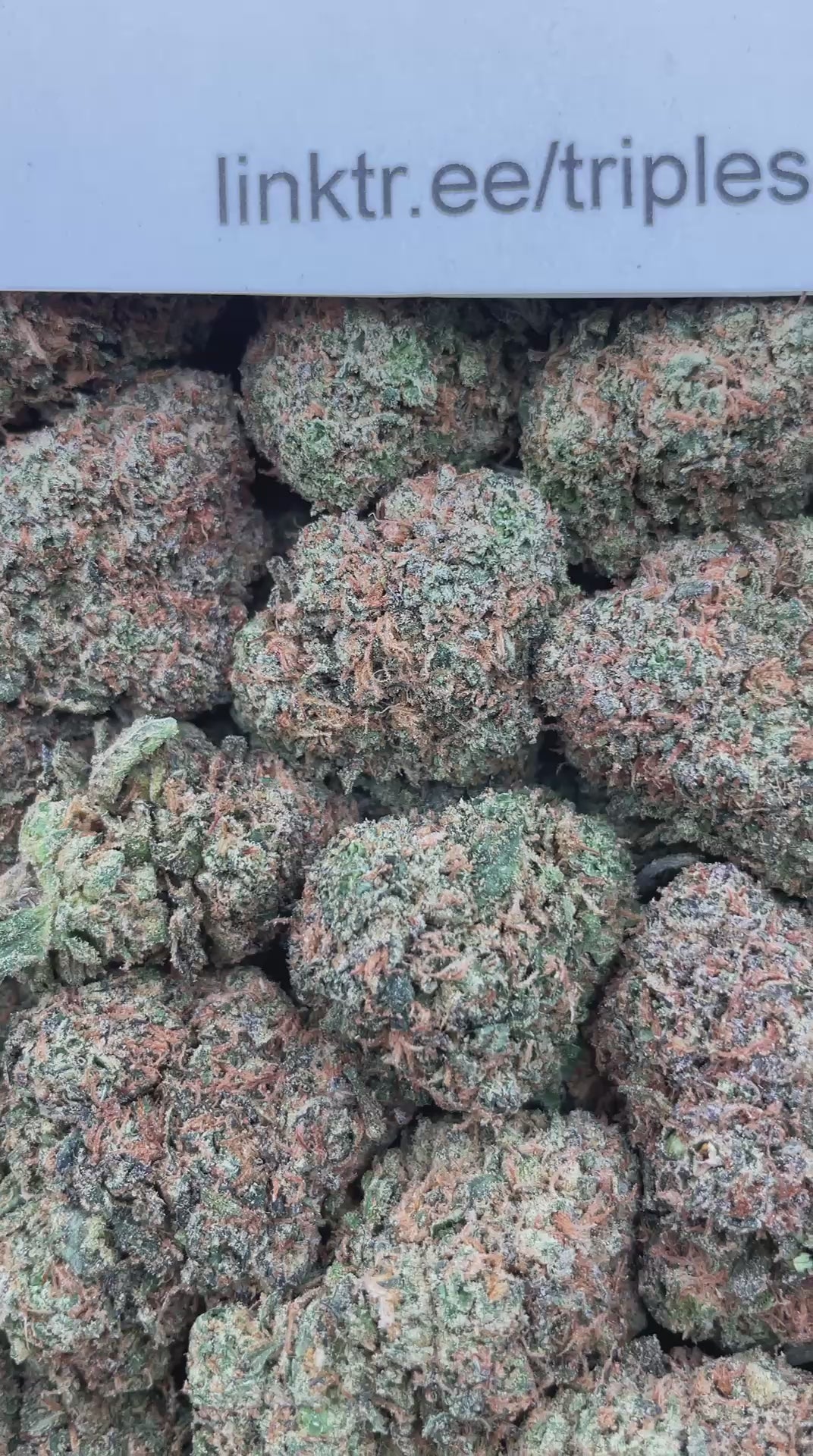 #F10B Zuper Mochi (INDOOR)
