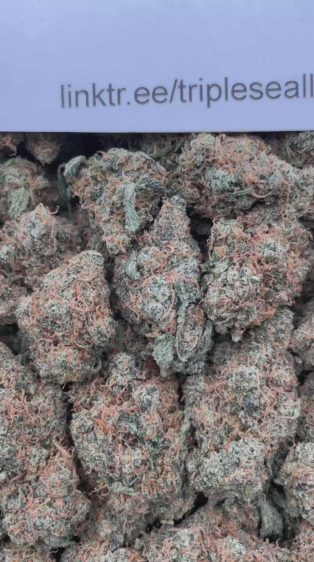 #G8C Pineapple Mimosa (INDOOR)