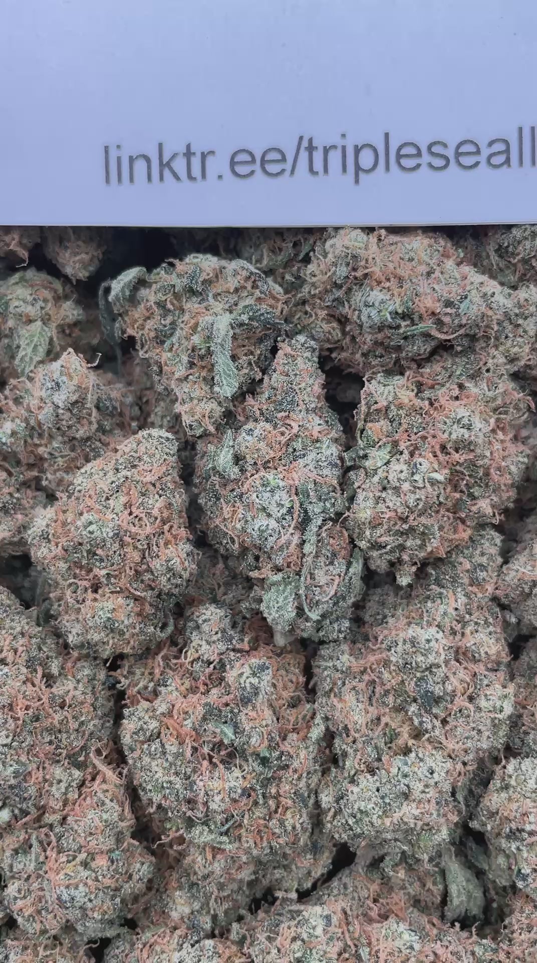 #G8C Pineapple Mimosa (INDOOR)