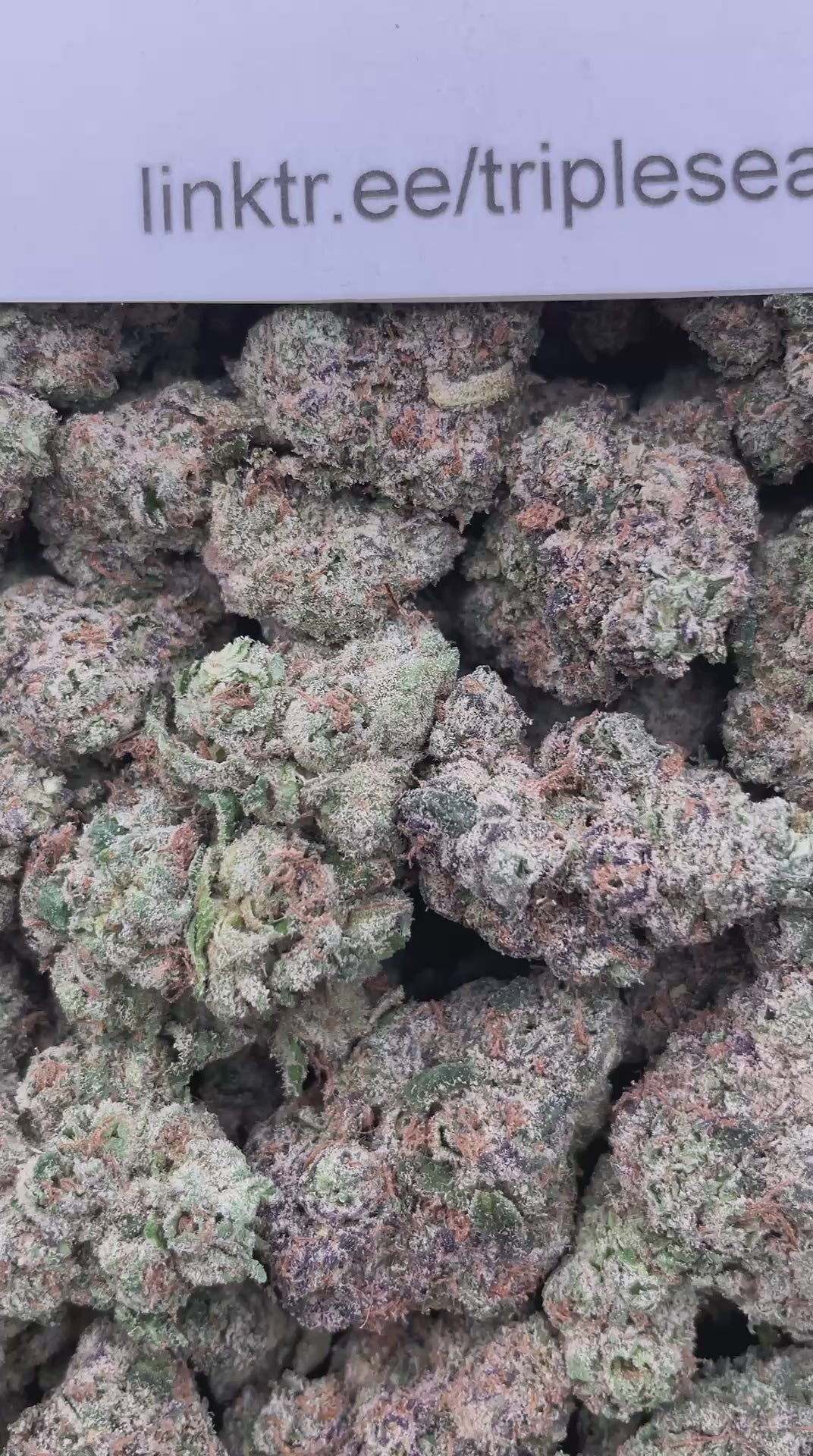 #R32Y Cherry Poprox (INDOOR) (LICENSED) (ORGANIC)