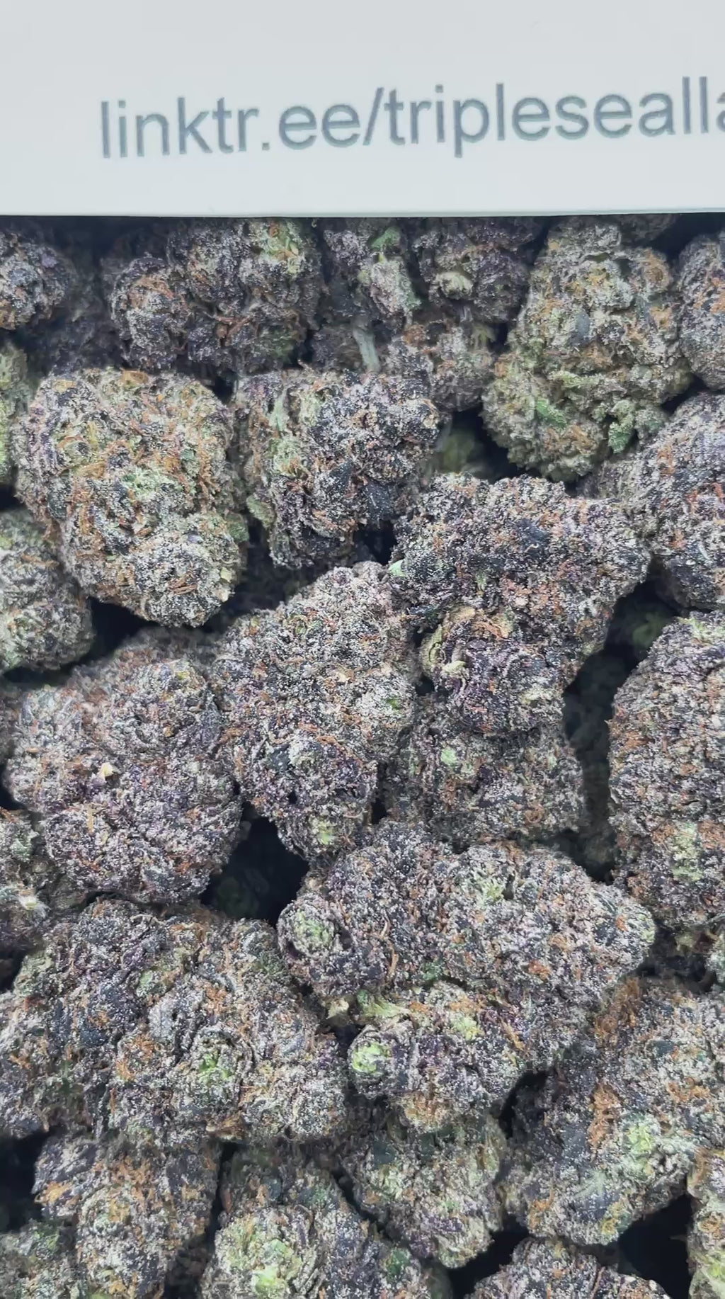#H39A Candy Bomb (INDOOR) (LICENSED)