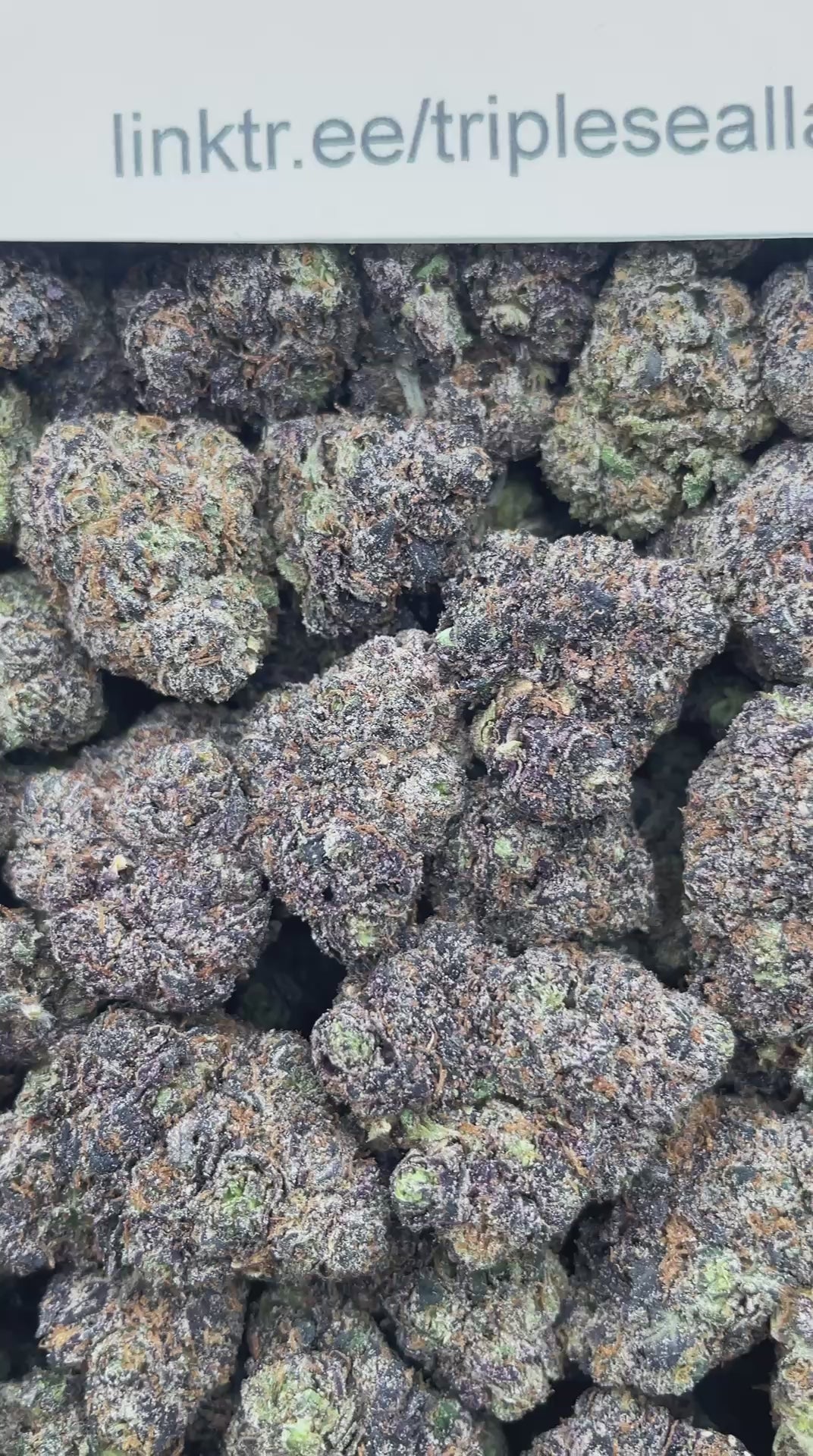 #H39A Candy Bomb (INDOOR) (LICENSED)