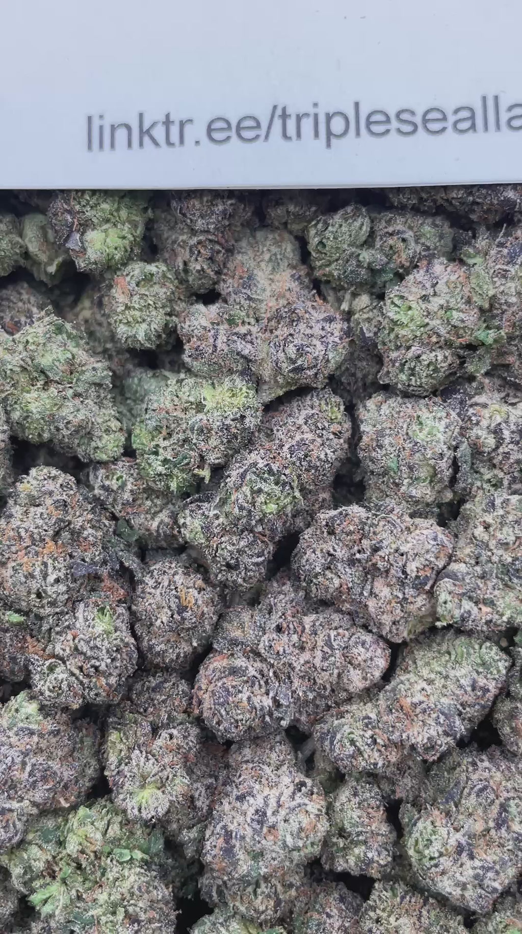 #G19B Emerald Candy Chews (INDOOR) (LICENSED)