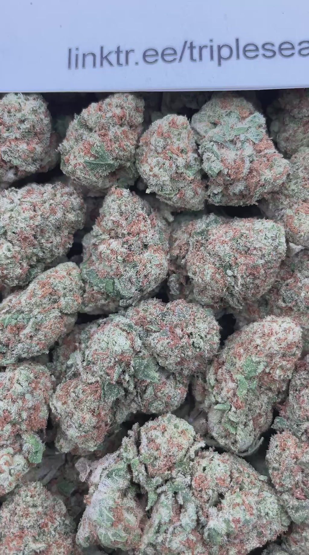 #F5C Strawberry Punch (INDOOR)