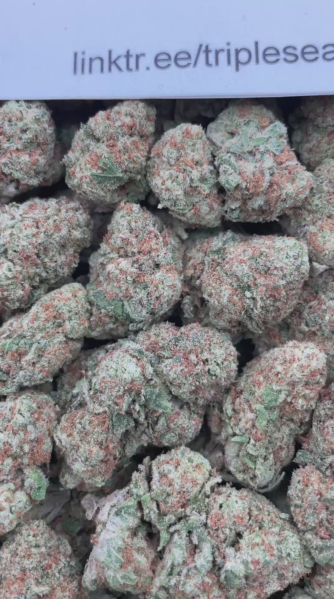 #F5C Strawberry Punch (INDOOR)