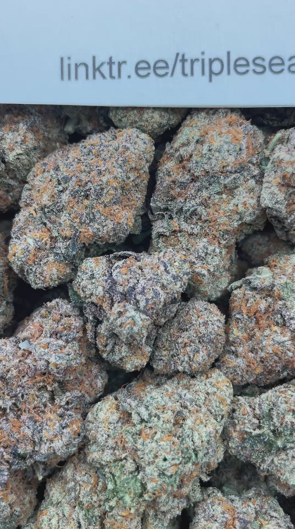 #H36B Guava Pop (INDOOR)