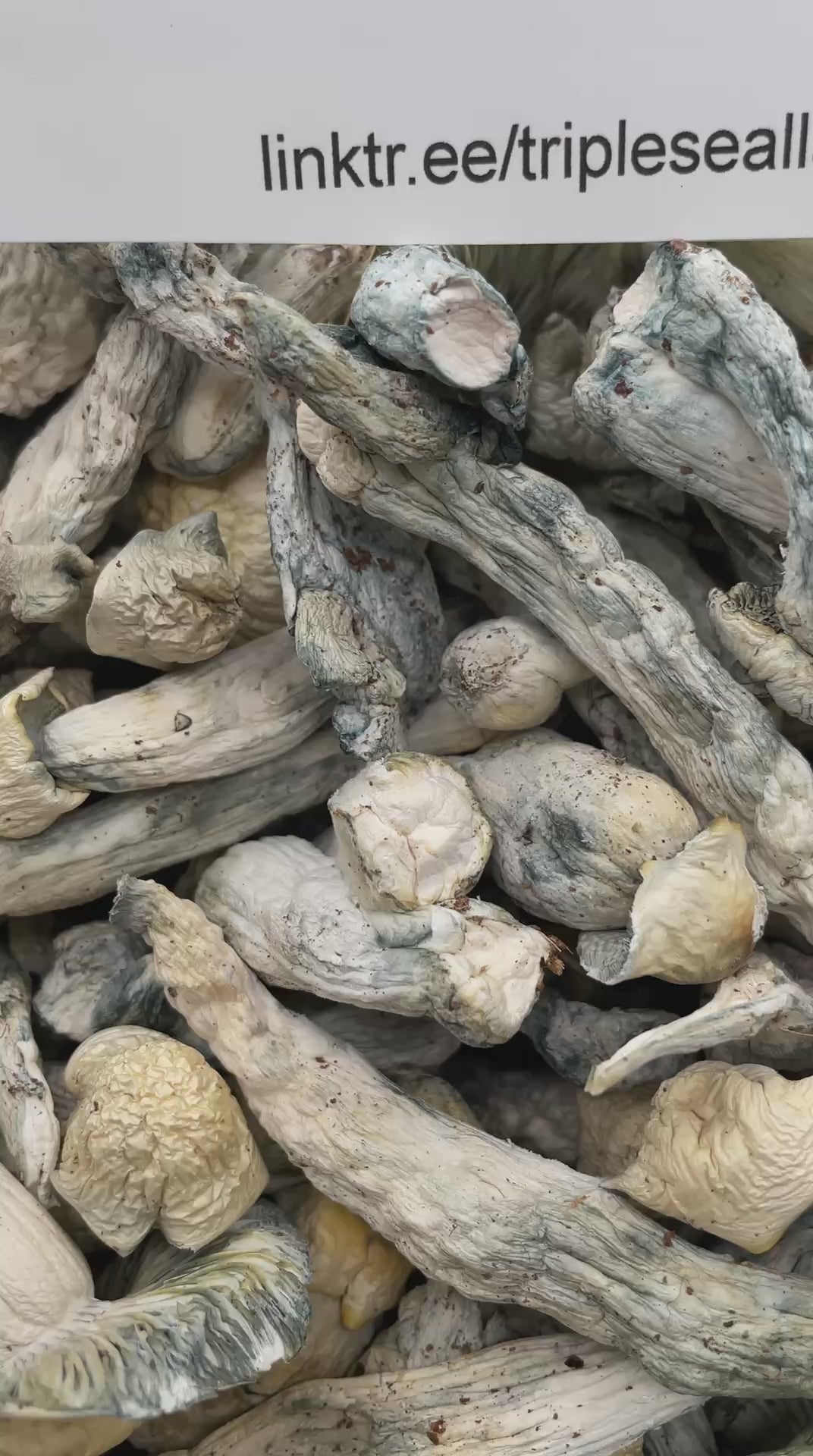 #R34T Albino Penis Envy (SHROOMS)