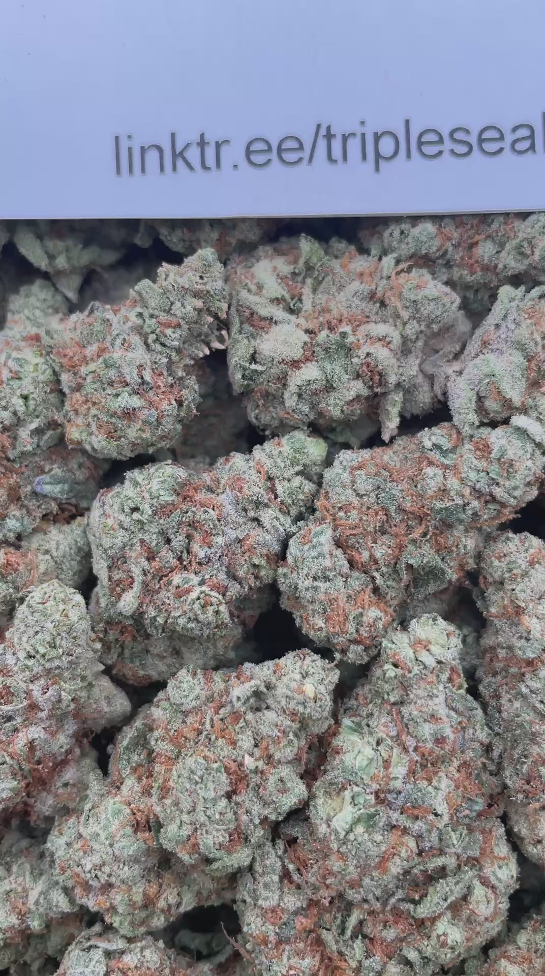 #G14C Papaya Punch (INDOOR)