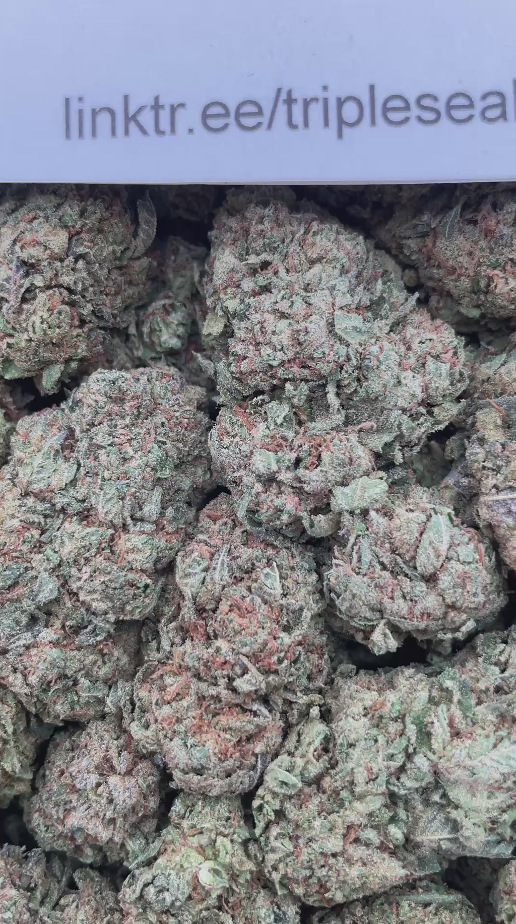 #G26A Gumbolato (MIXED LIGHT)
