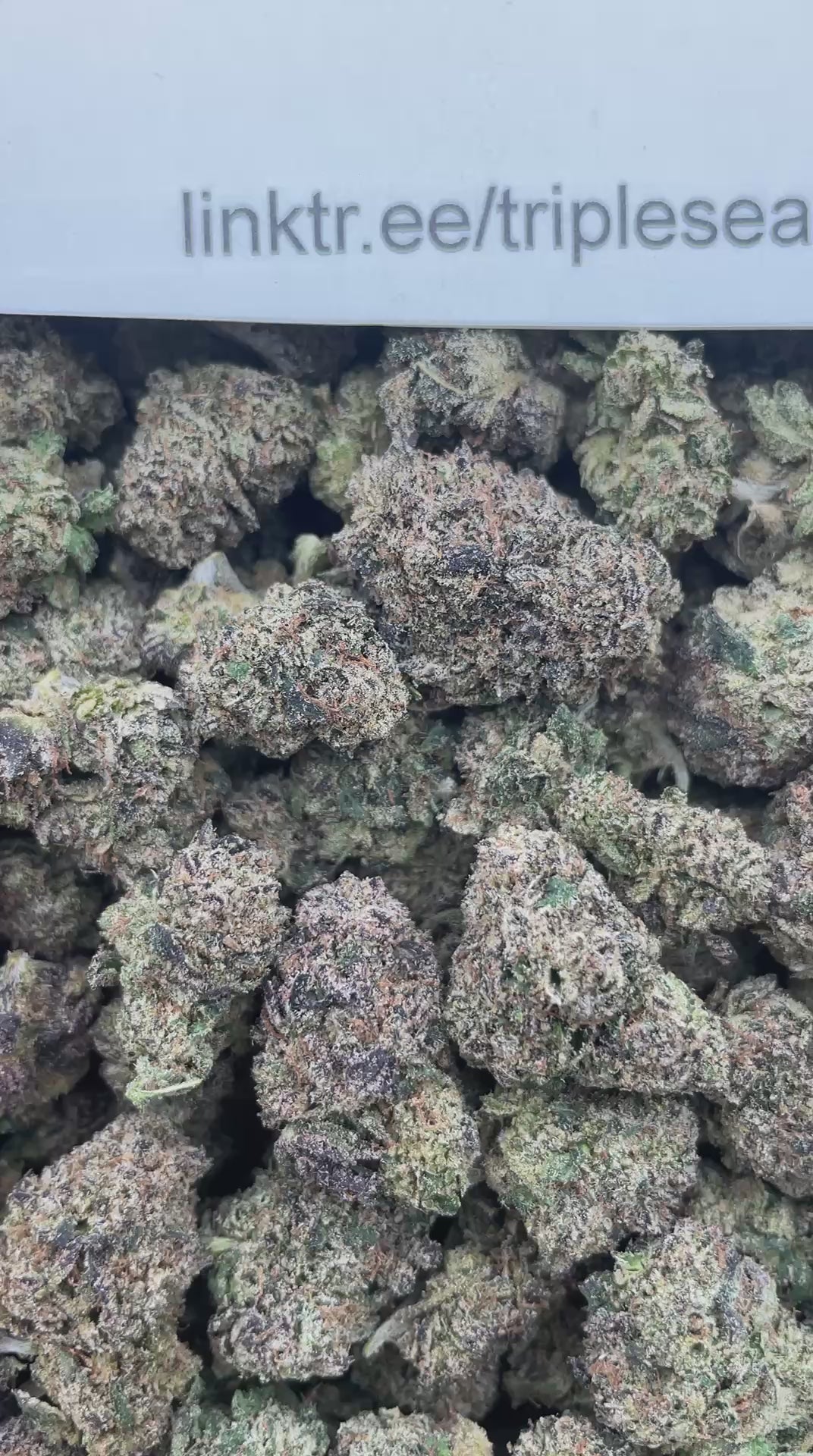 #E4C Baja Blast (INDOOR)