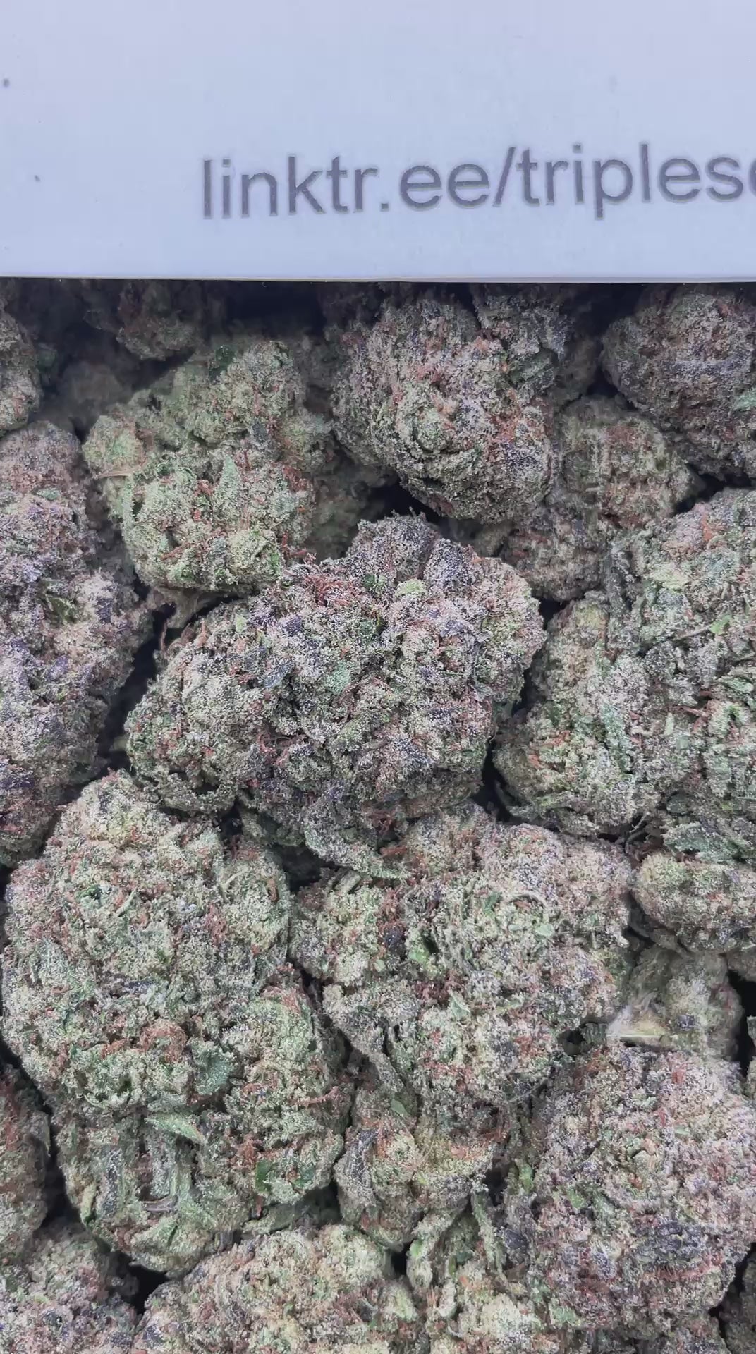 #G15C Candypop (MIXED LIGHT)