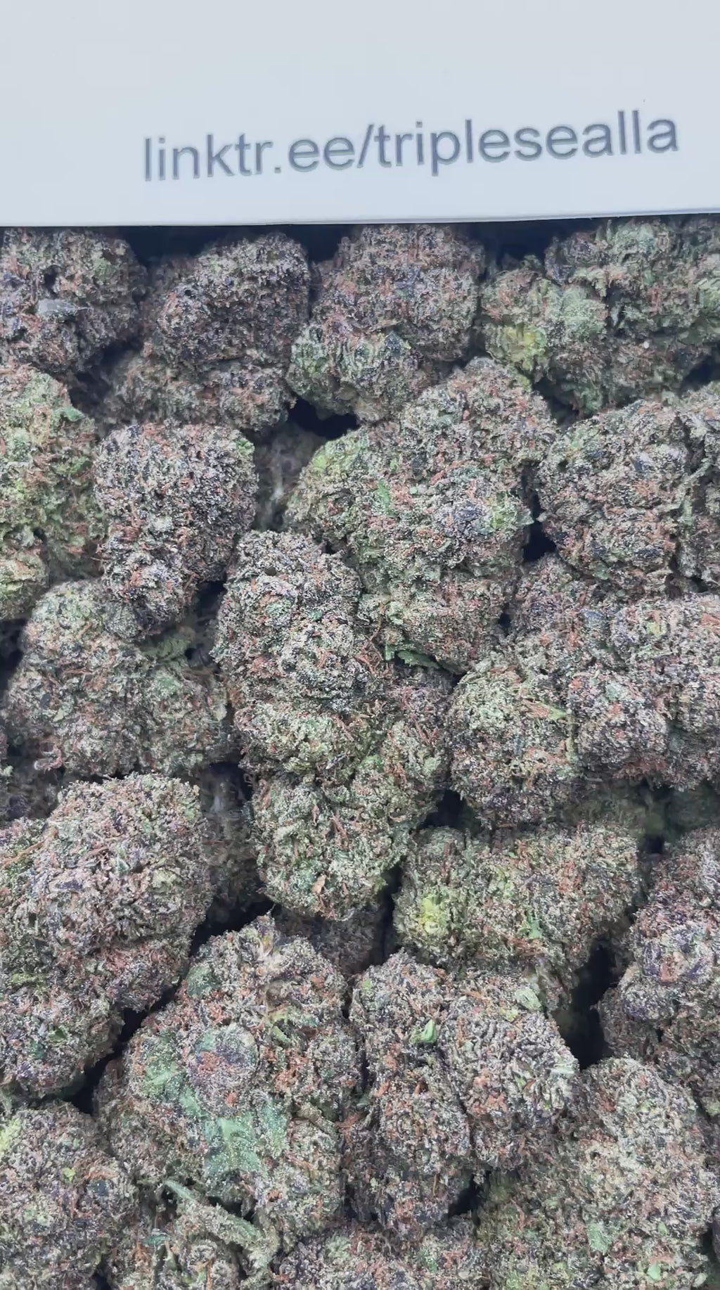 #F29C Candyland (INDOOR)