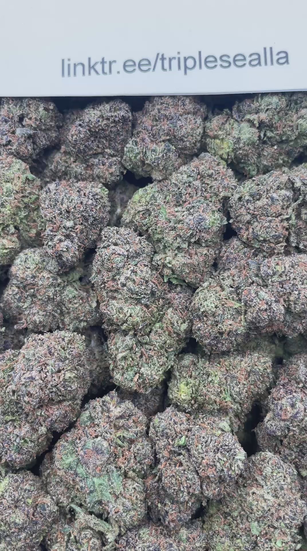 #F29C Candyland (INDOOR)
