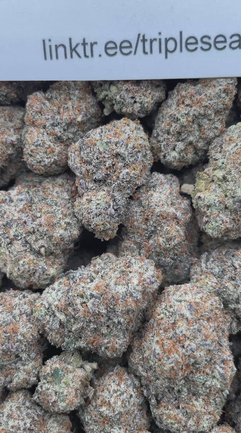 #E10C Space Rock (INDOOR)