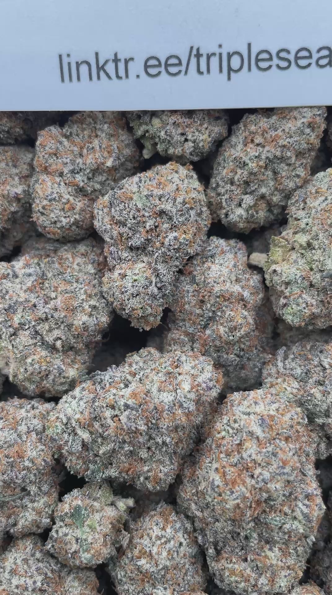 #E10C Space Rock (INDOOR)