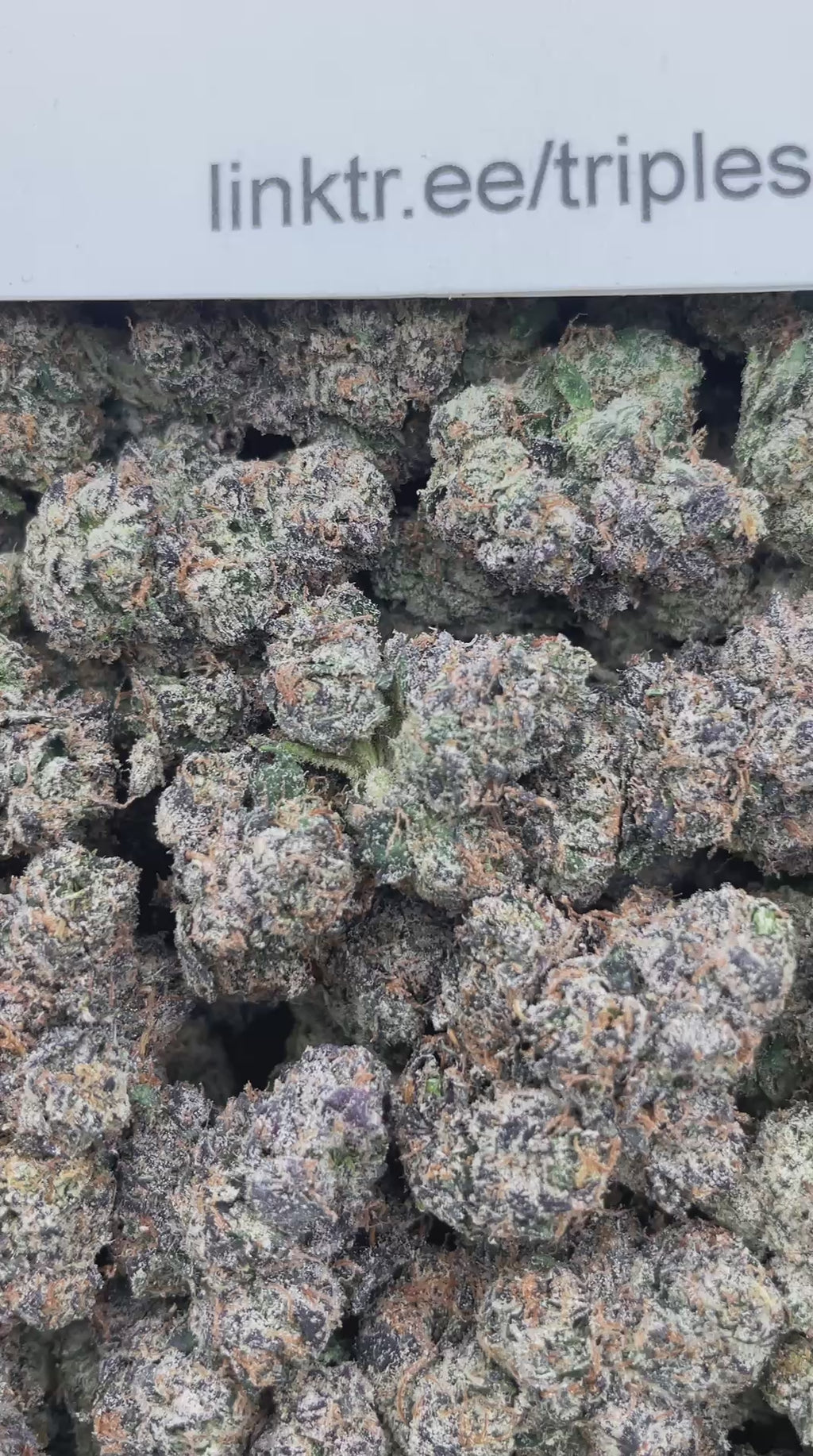 #F23C Zalenciaga Candy (INDOOR) (LICENSED)