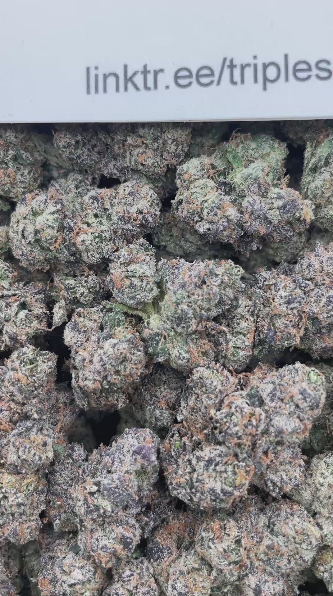 #F23C Zalenciaga Candy (INDOOR) (LICENSED)