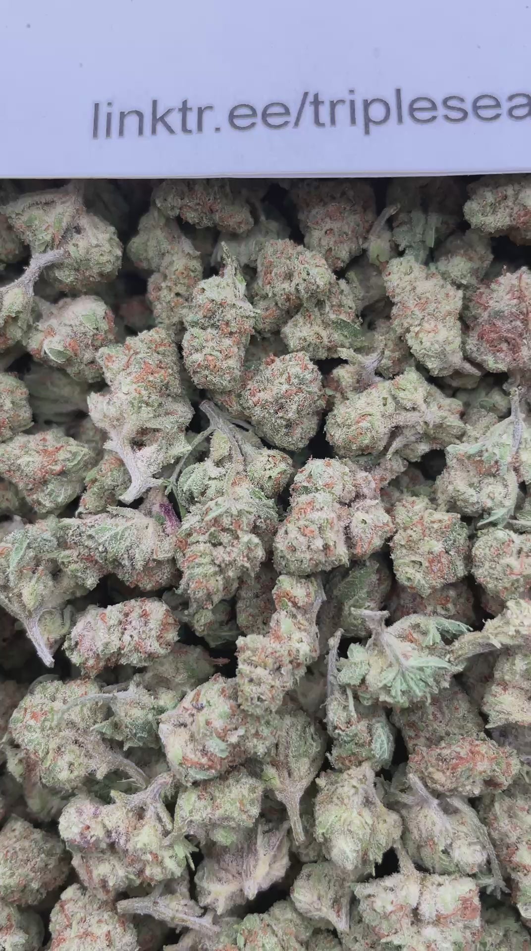 #E2C Papaya Punch (SMALLS)