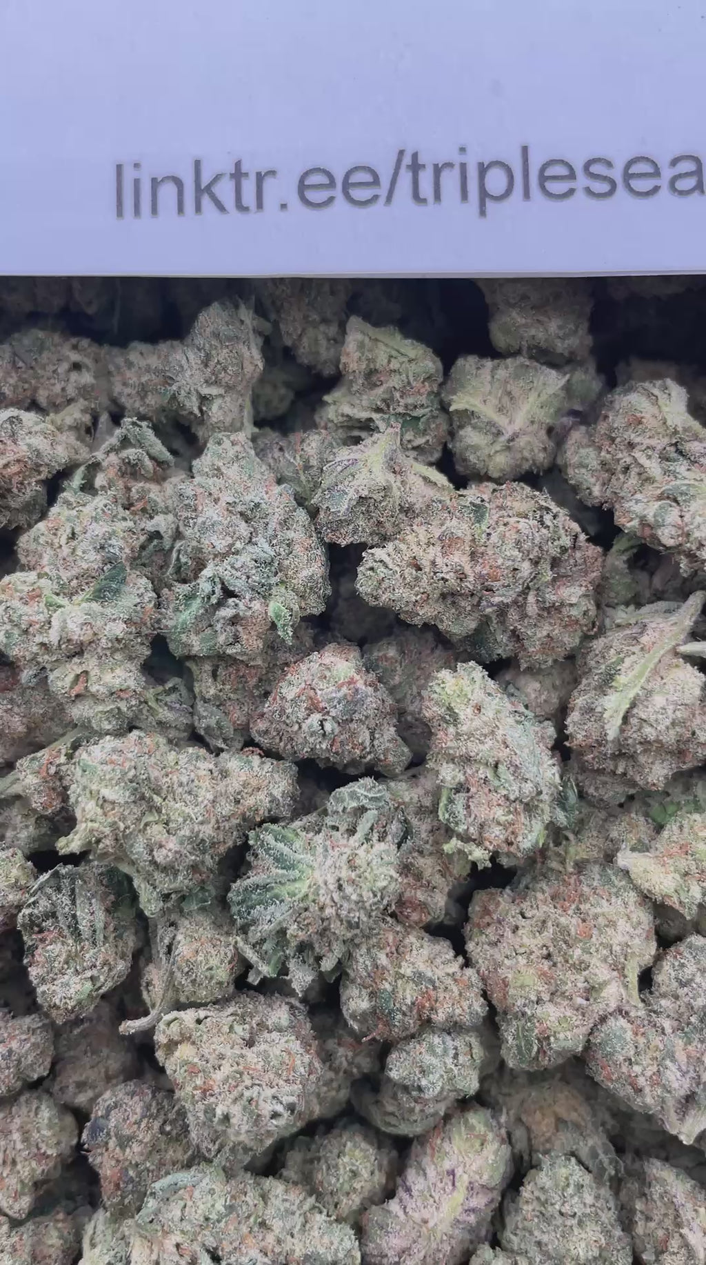 #E34A Blue Dream (SHMEDIUMS)