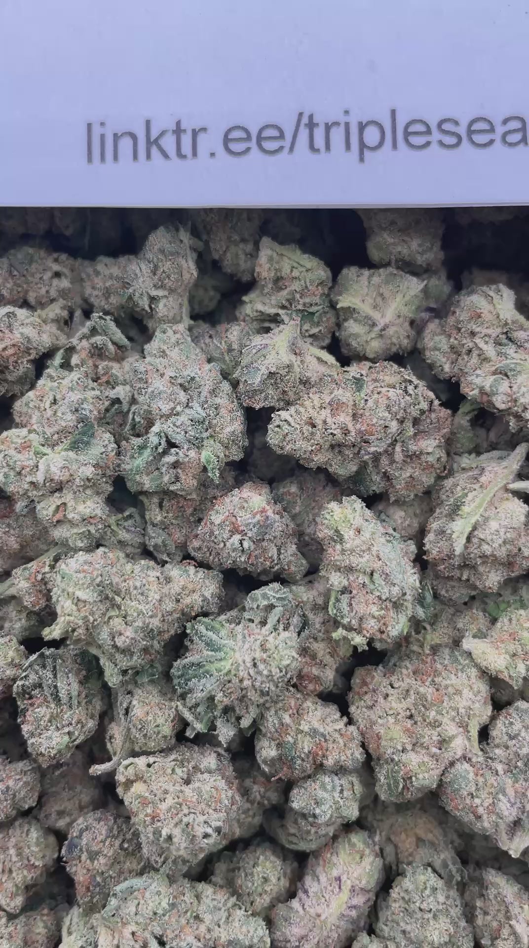 #E34A Blue Dream (SHMEDIUMS)