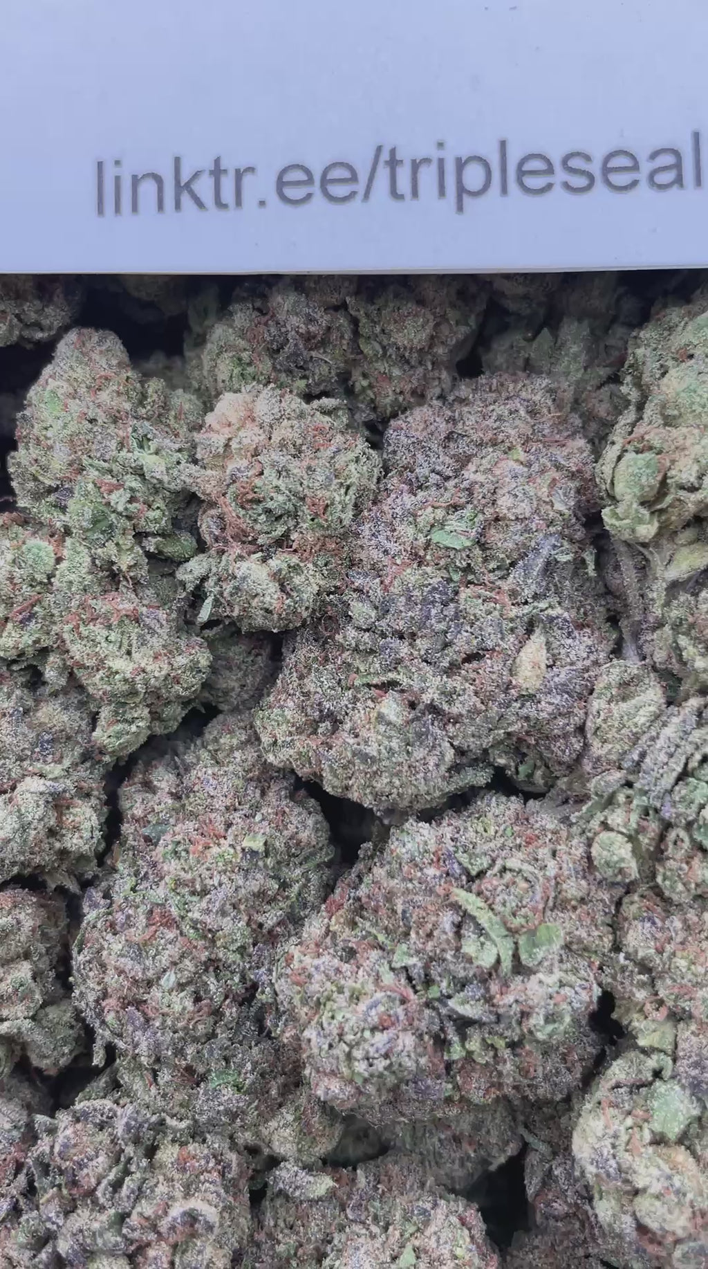 #H6A Sugar Booger (MIXED LIGHT)