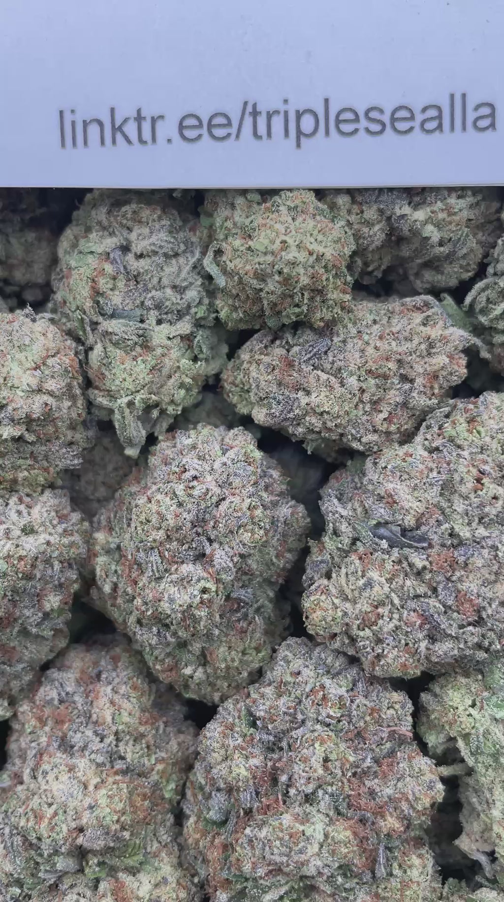 #H28C Gelato Blizzard (MIXED LIGHT)