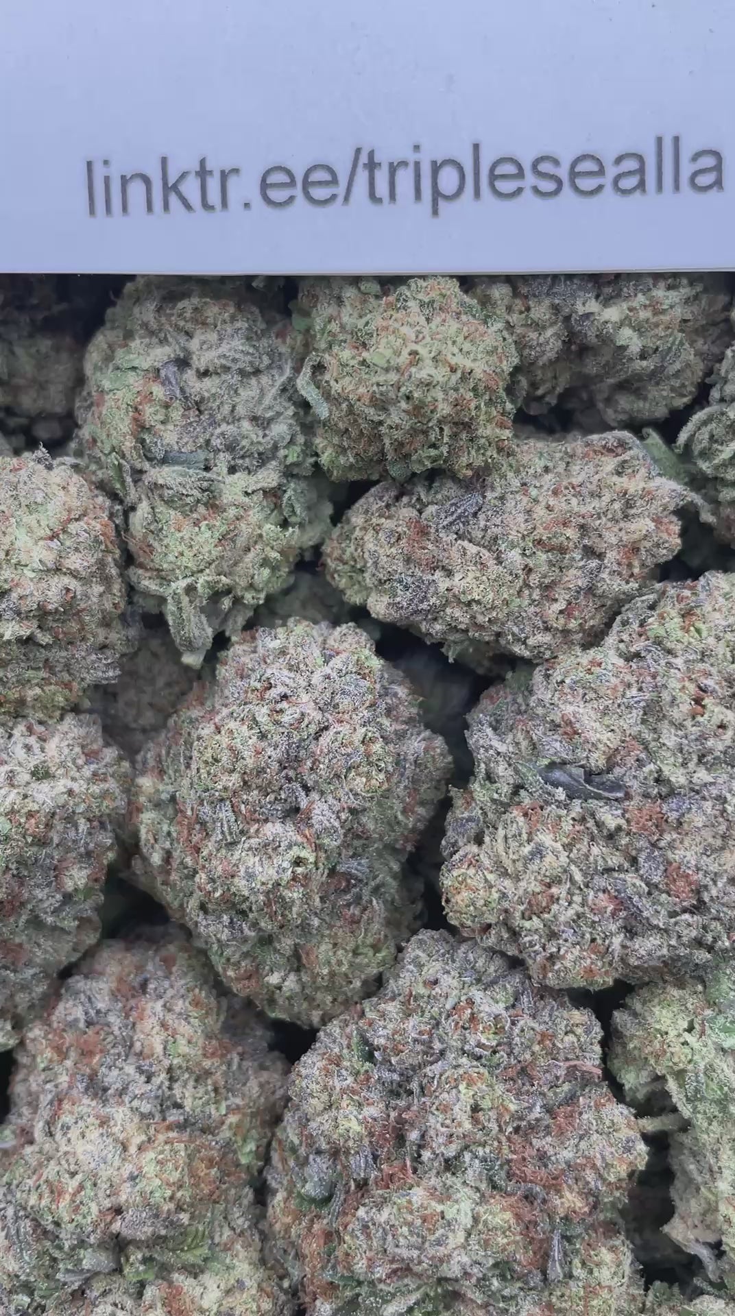 #H28C Gelato Blizzard (MIXED LIGHT)