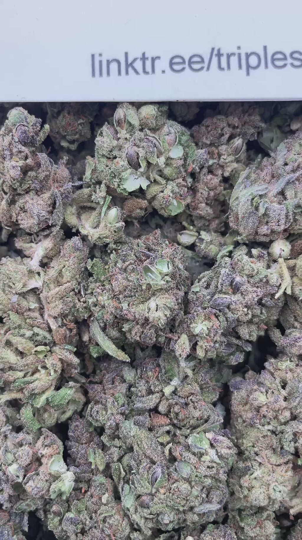 #R16C Mango Melts (DEP) (SEEDED)
