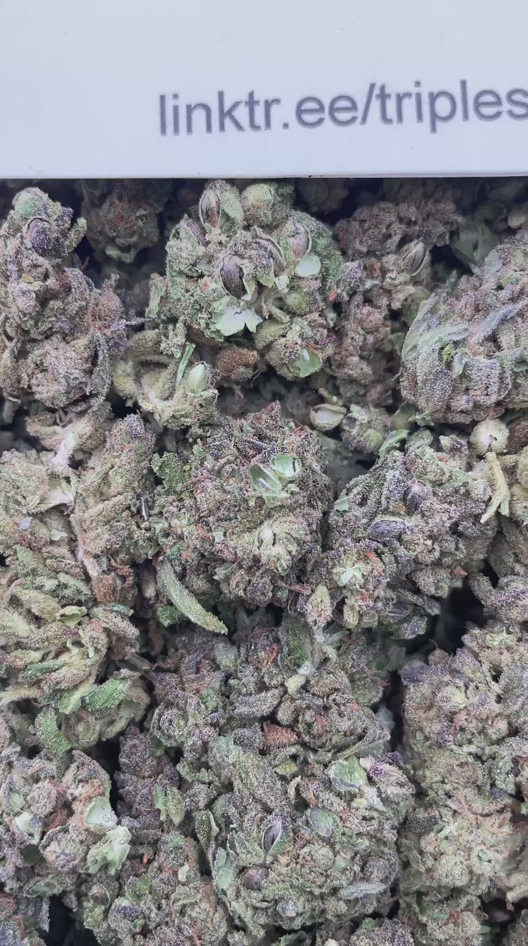 #R16C Mango Melts (DEP) (SEEDED)